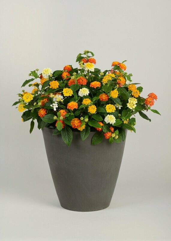 Lantana Lucky Pot of Gold Pot