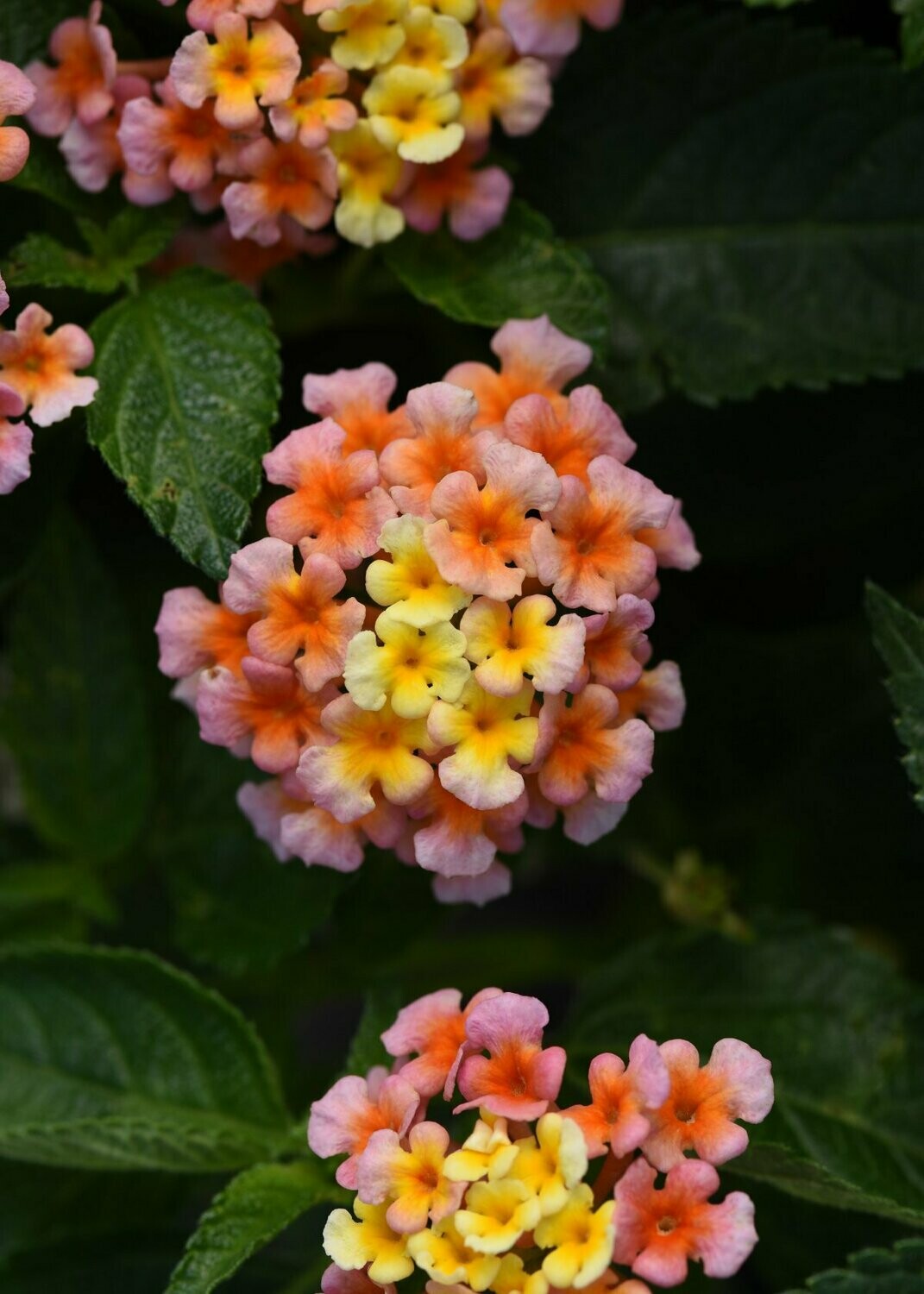 Lantana Shamrock Peach Pot