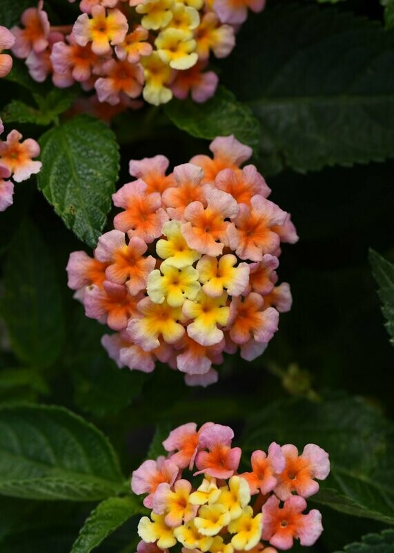 Lantana Shamrock Peach Pot