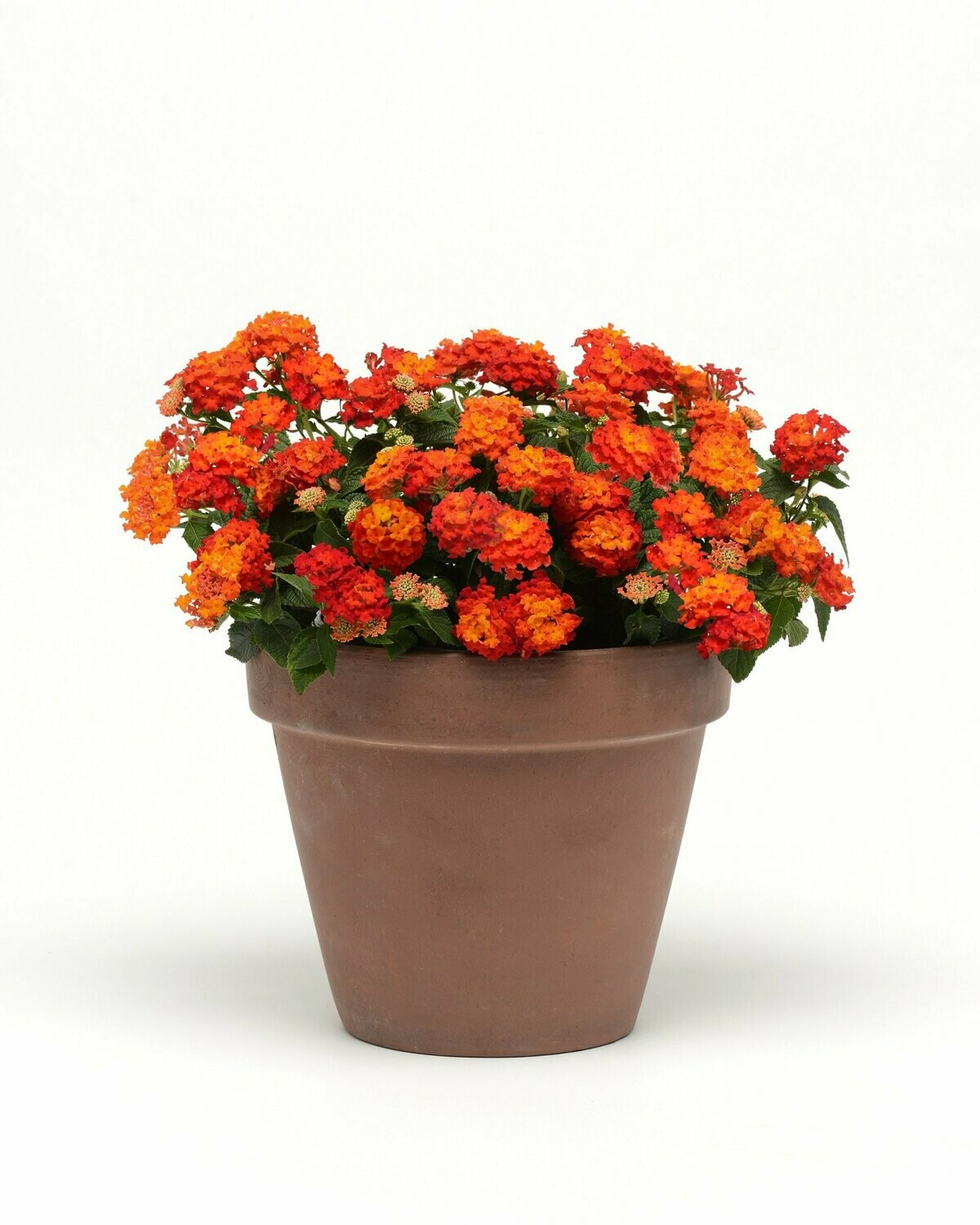 Lantana Lucky Red Pot