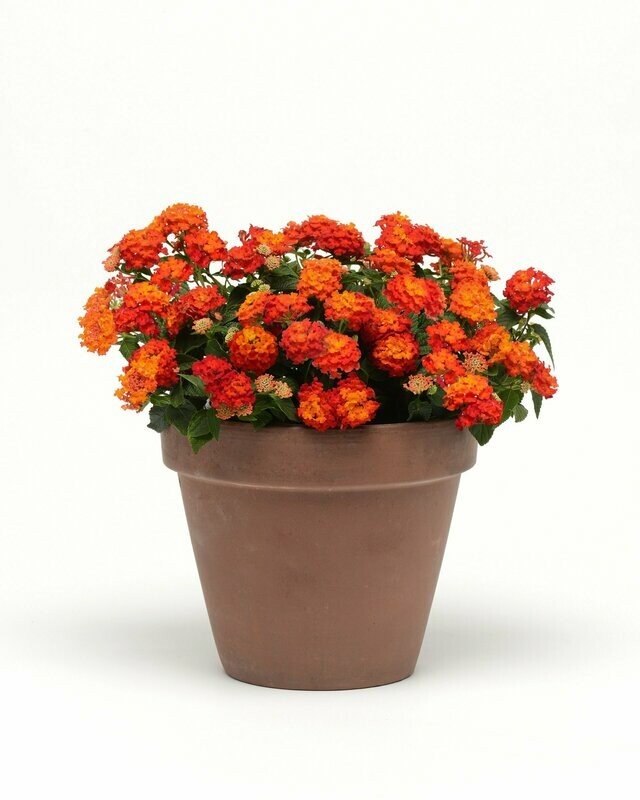Lantana Lucky Red Pot