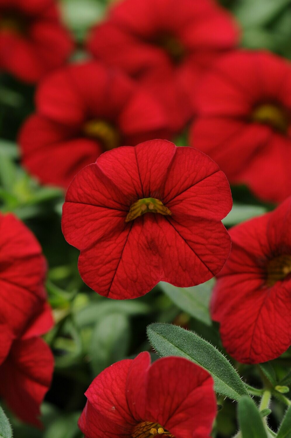 Calibrachoa Cabaret Bright Red Basket