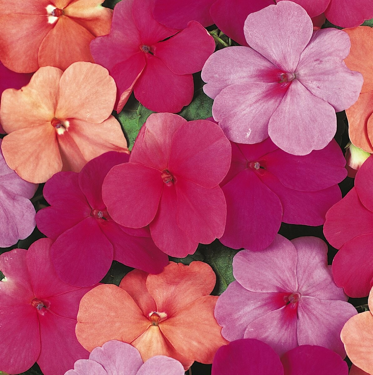 Impatiens Super Elfin Paradise Mix Basket