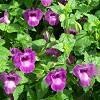 Torenia Summer Wave Blue Basket