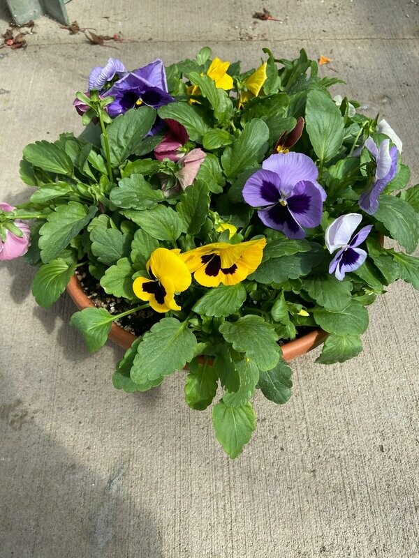 Mixed Pansy Bowls $5 off regular Price through 4/26