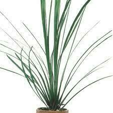 Dracaena Spike