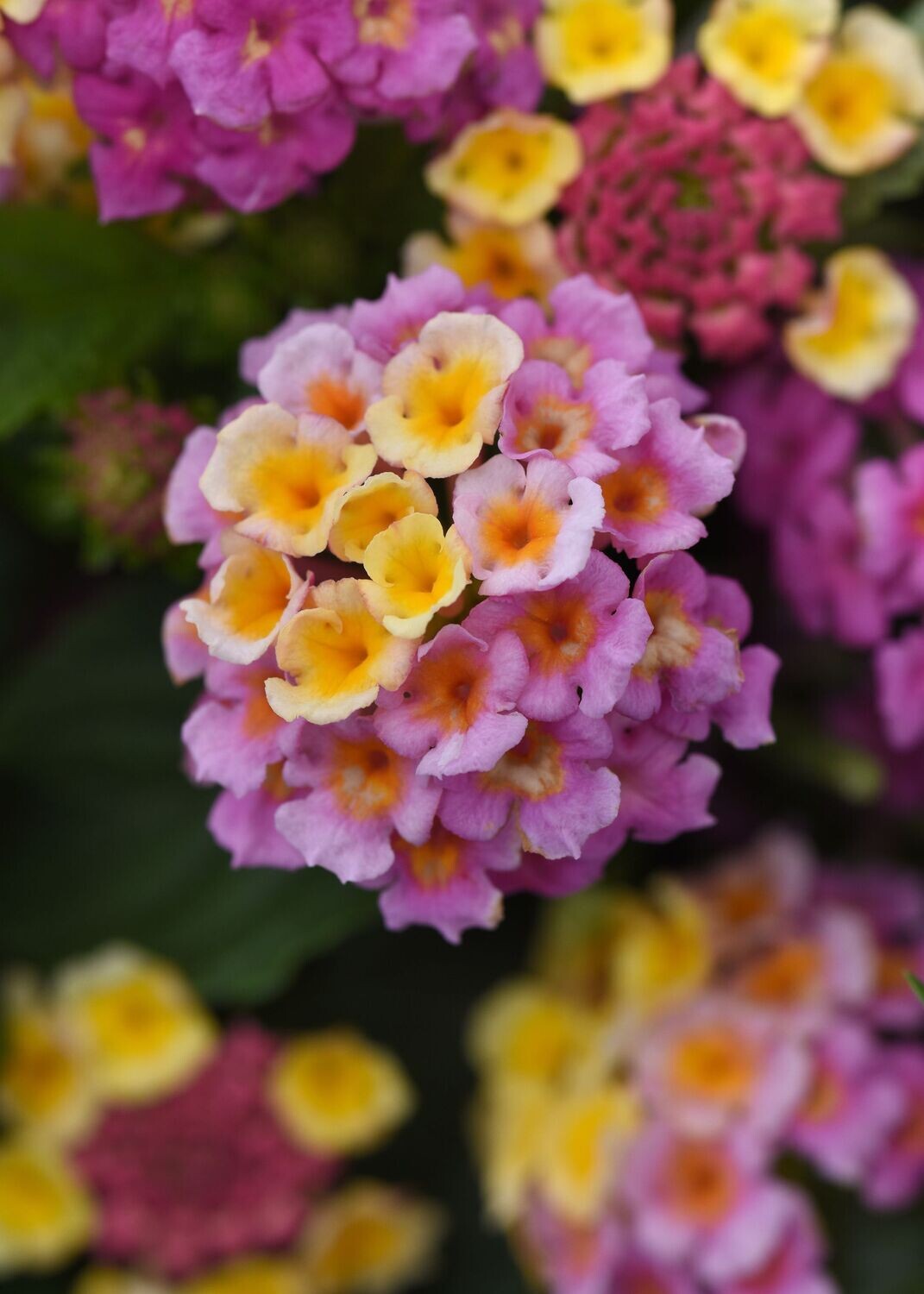 Lantana Lucky  Pink  Pot