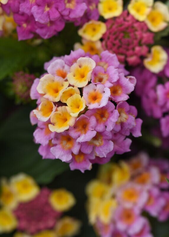 Lantana Lucky  Pink  Pot