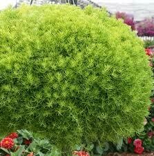 Globe Sedum