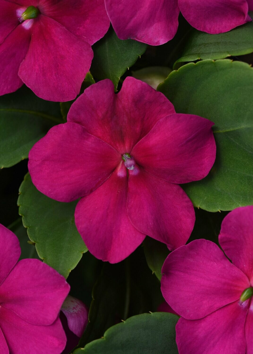 Impatiens Beacon Violet Shades Basket