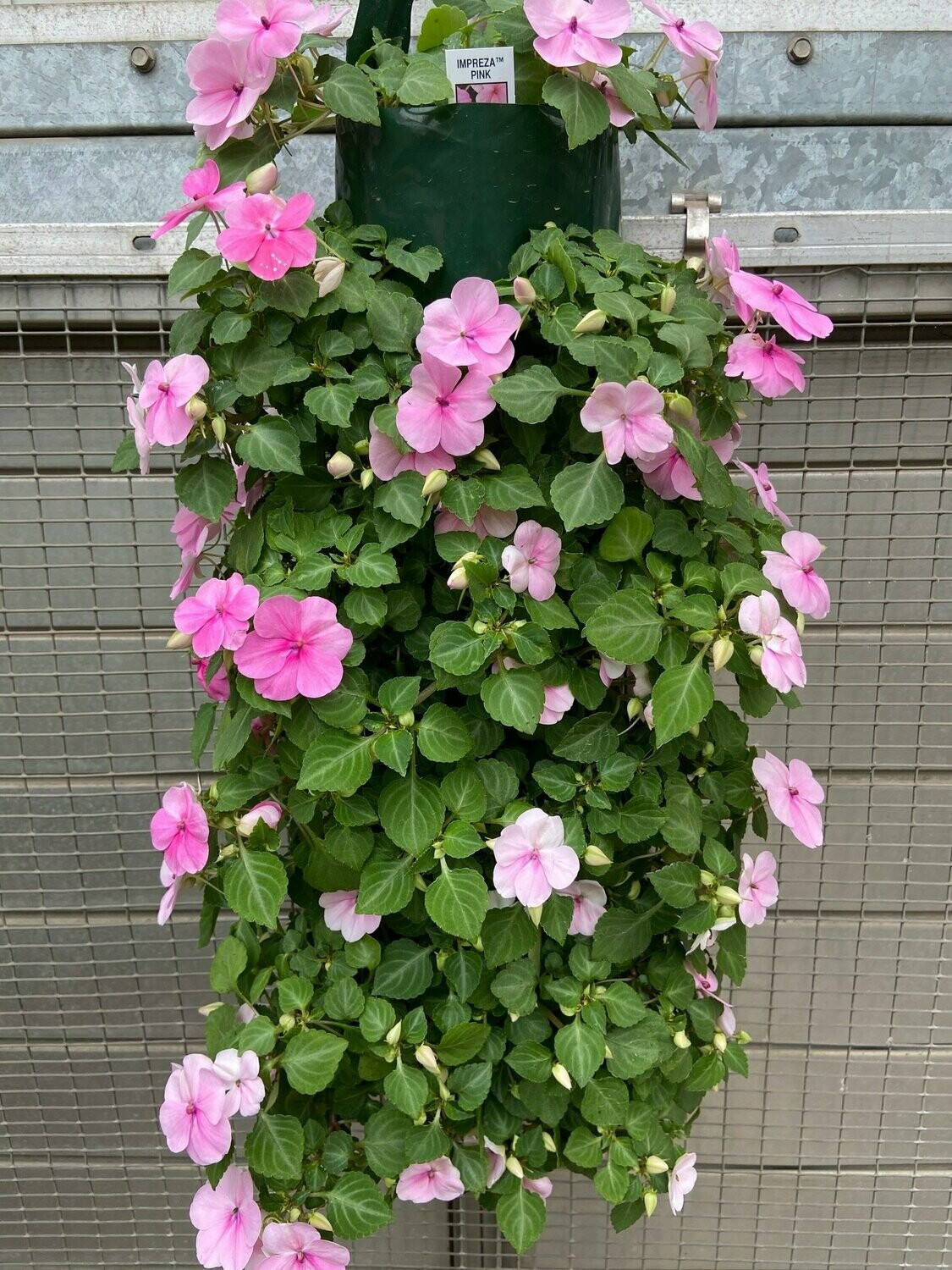Impatiens Beacon Pink  Bag