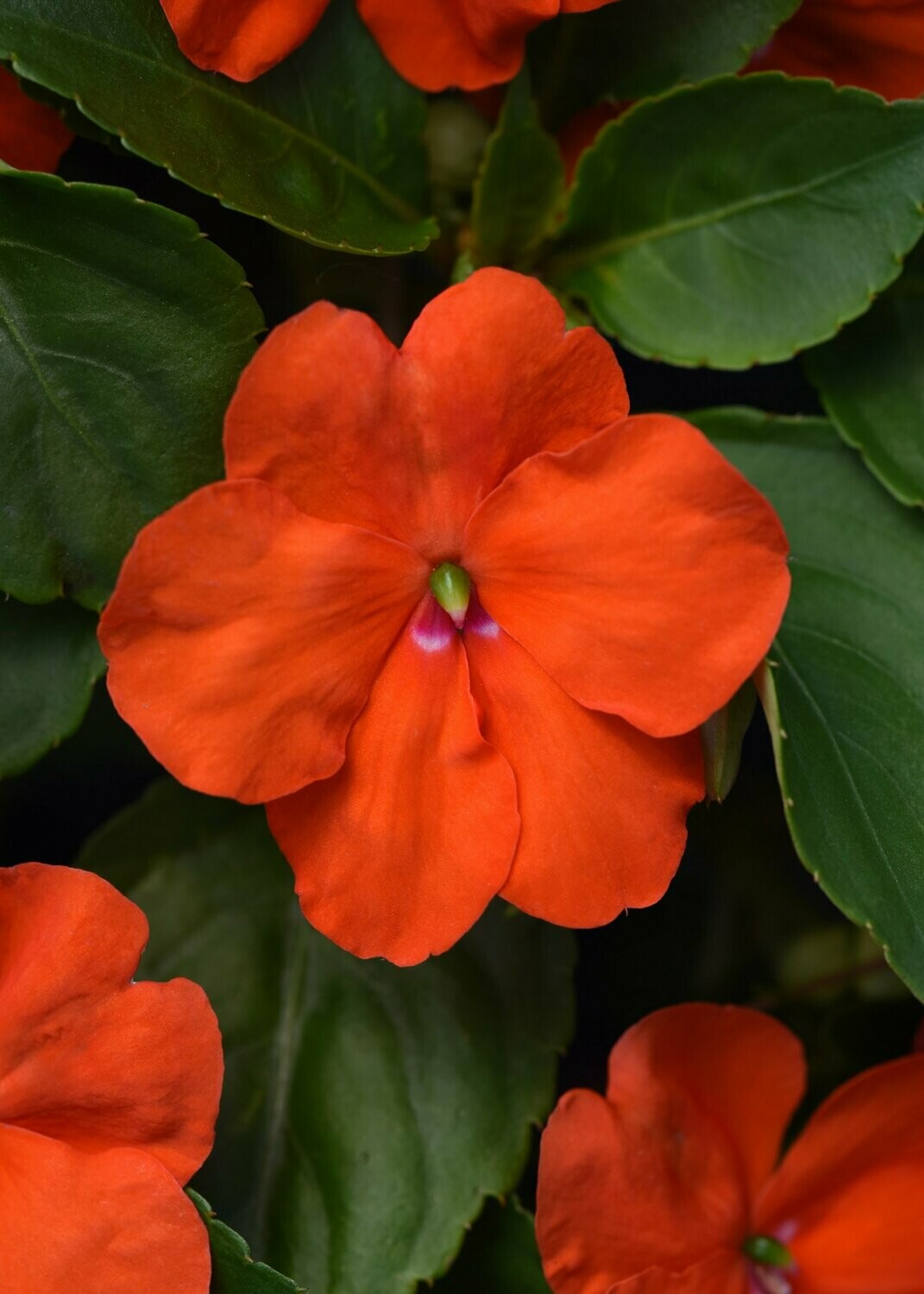 Impatiens Beacon Orange Basket