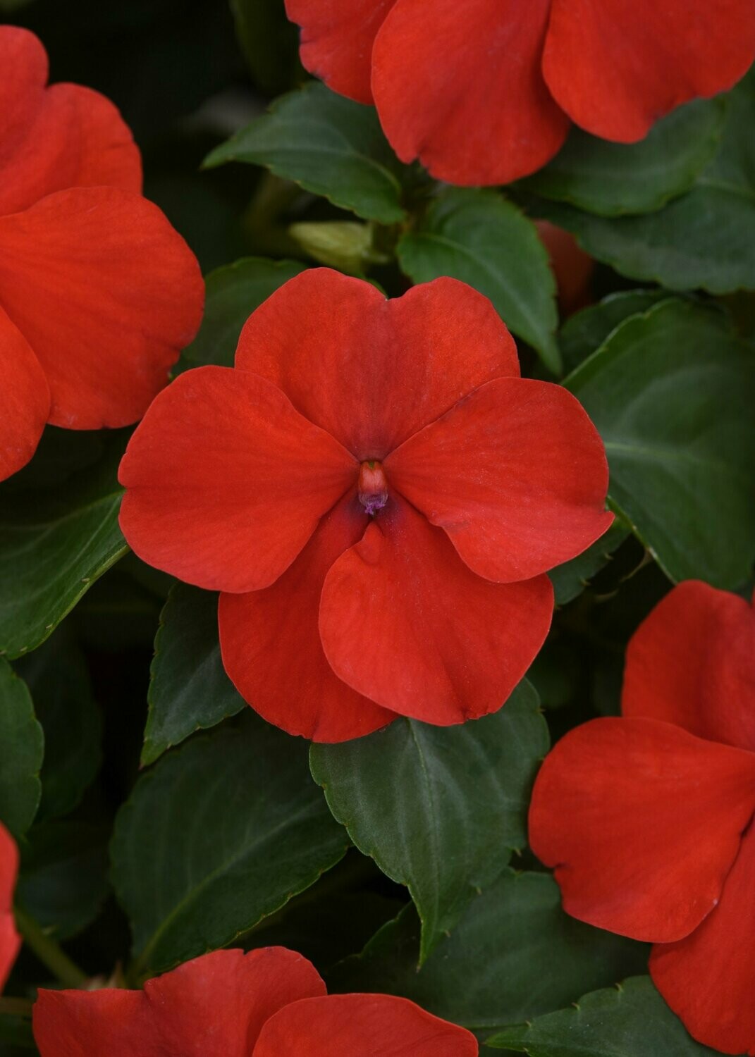 Impatiens Beacon Bright Red Basket
