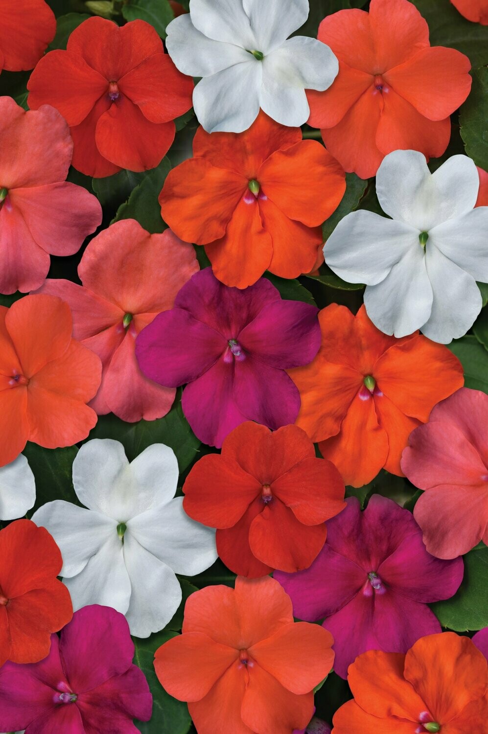 Impatiens Beacon Select Mix Basket