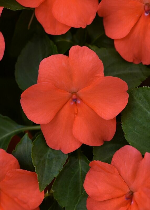 Impatiens Beacon Salmon Basket