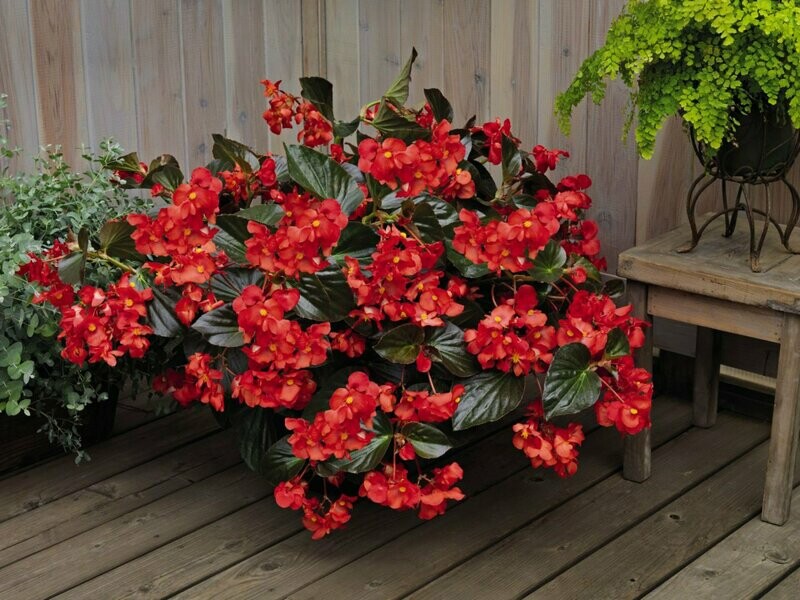 Begonia Whopper Red Bronze Leaf