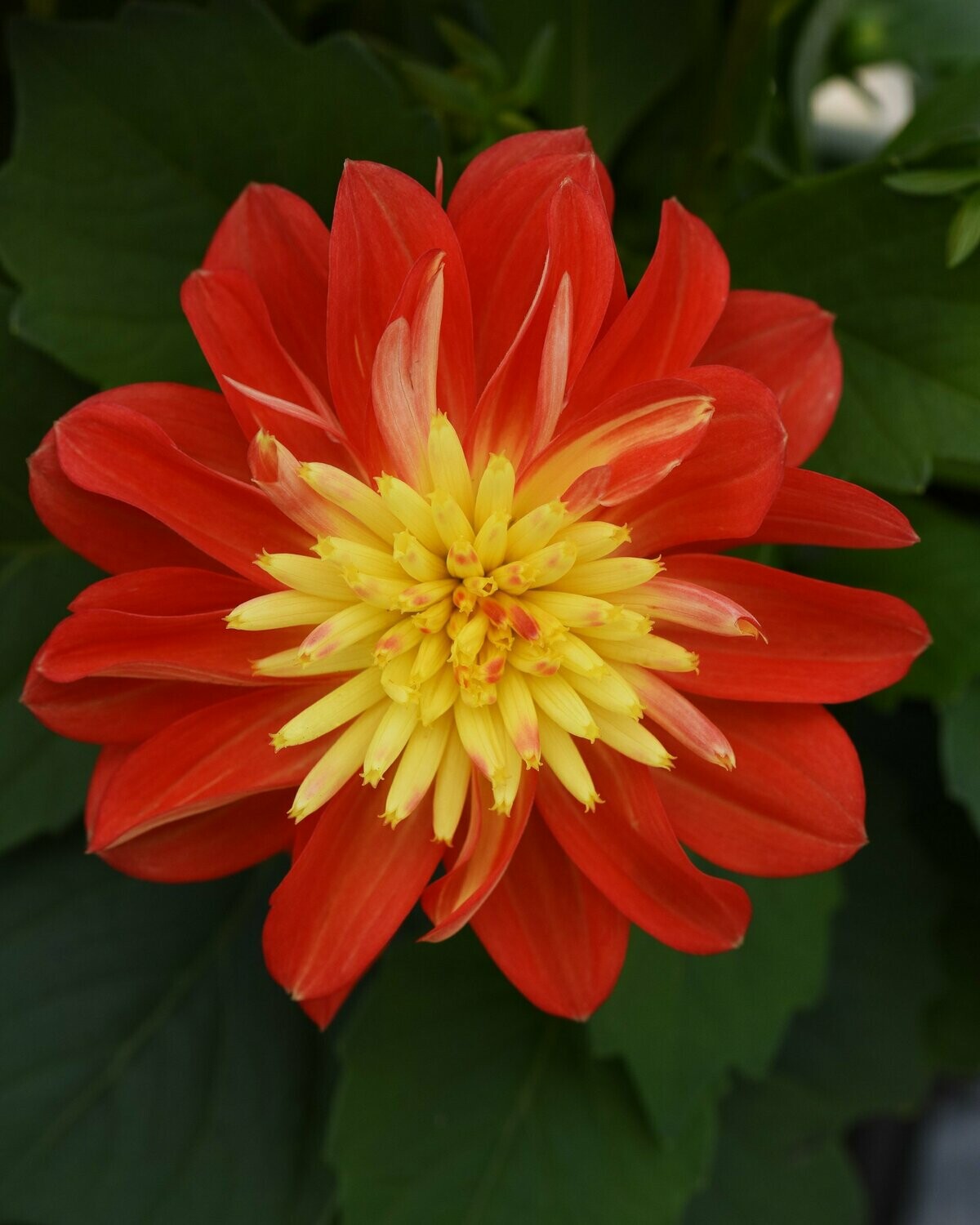 Dahlia Dalaya Fireball