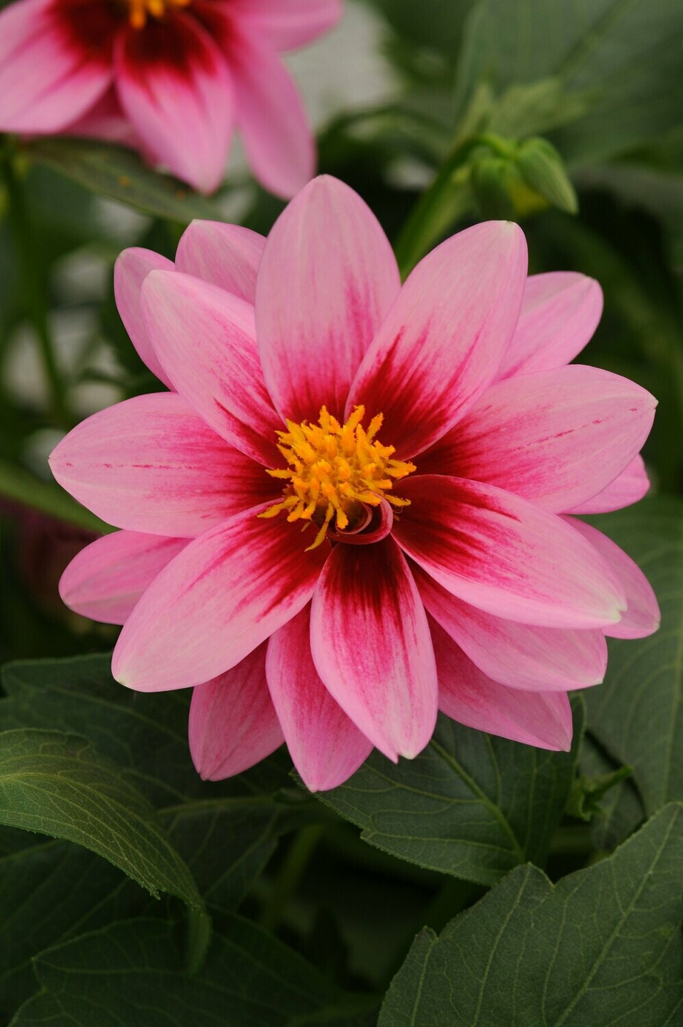 Dahlia Dalaya Pink and Rose Eye