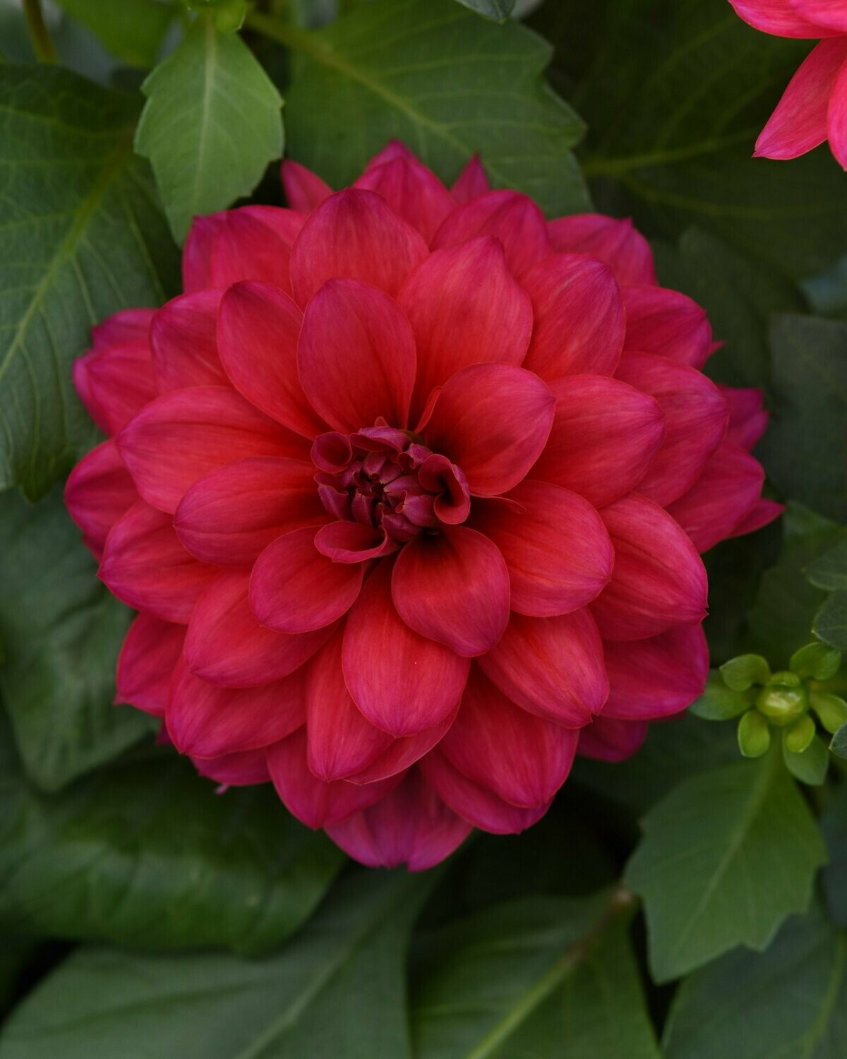 Dahlia Dalaya Raspberry