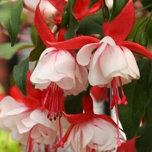 Fuchsia White Eye Pot