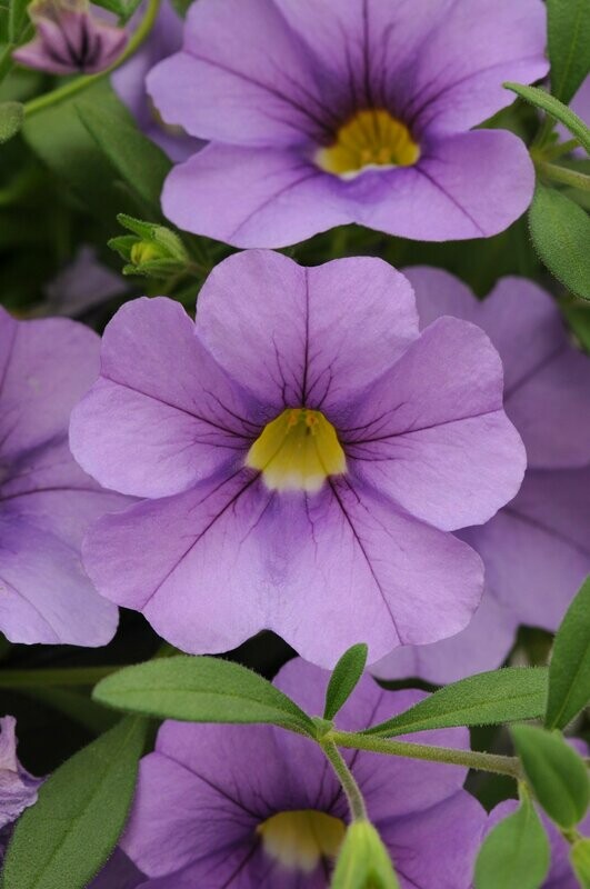 Calibrachoa Cabaret Lavender Basket