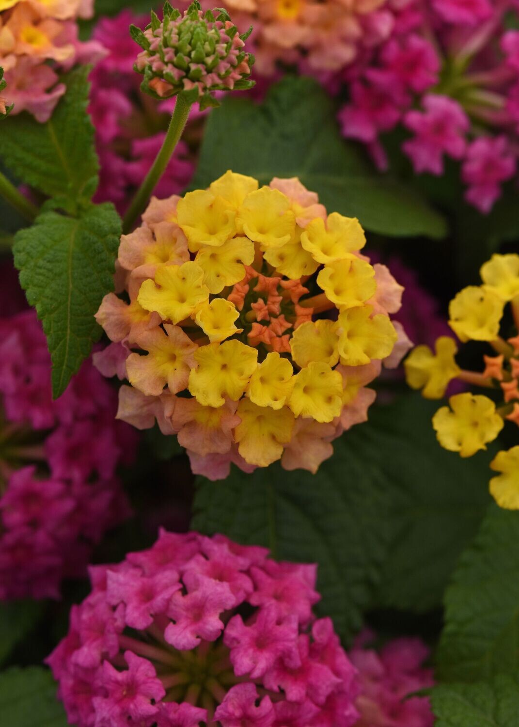 Lantana Shamrock Rose Pot