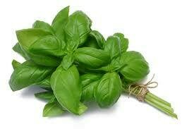 Basil- 1 Bunch