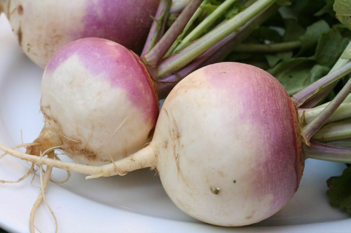 Turnip LOCAL - Approx. 4lb