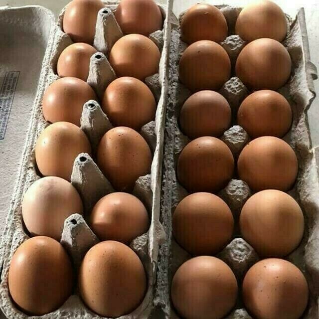 Free Run Brown Eggs Flat of 30  - LOCAL