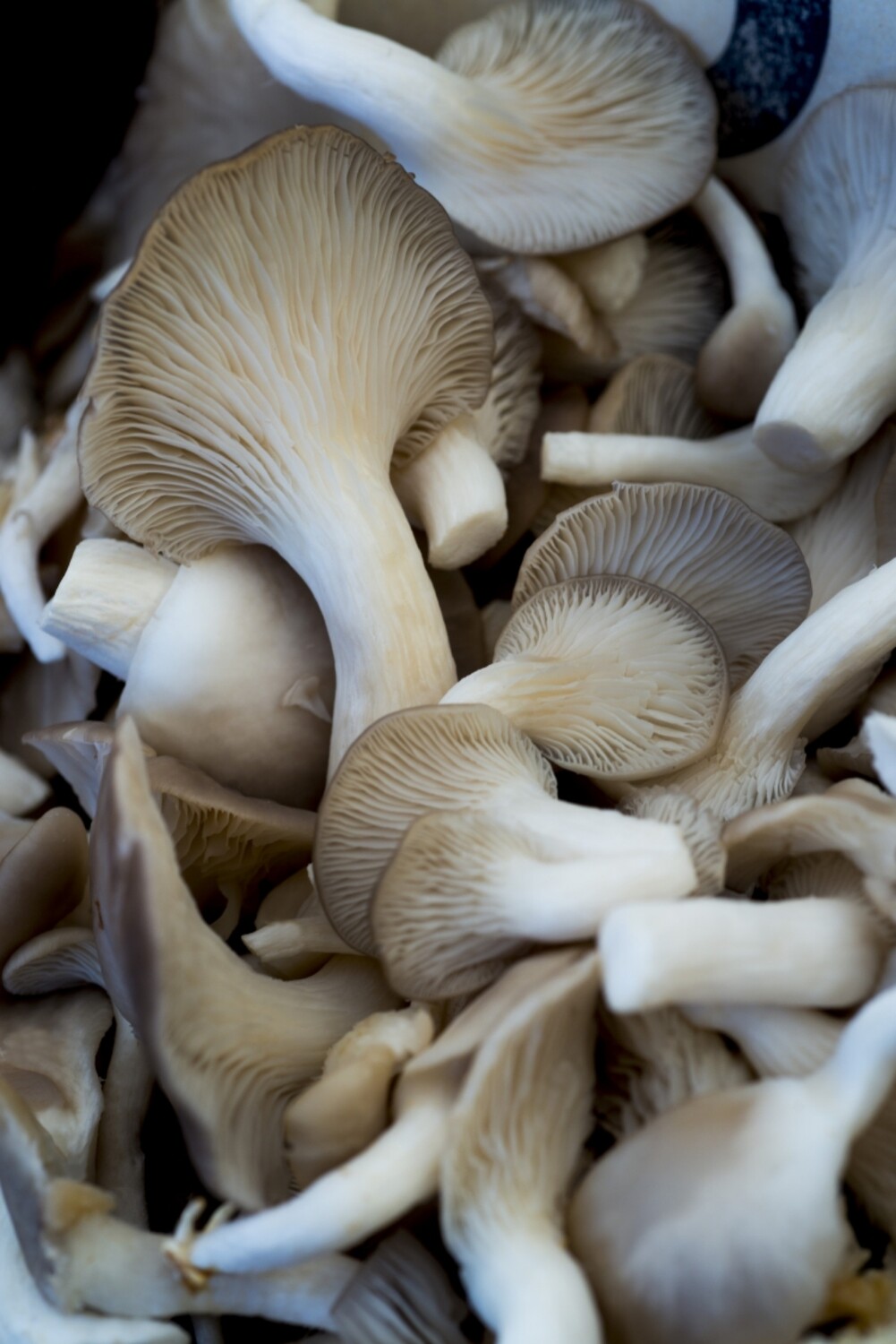 Mushrooms Gourmet Oyster - LOCAL 1lb