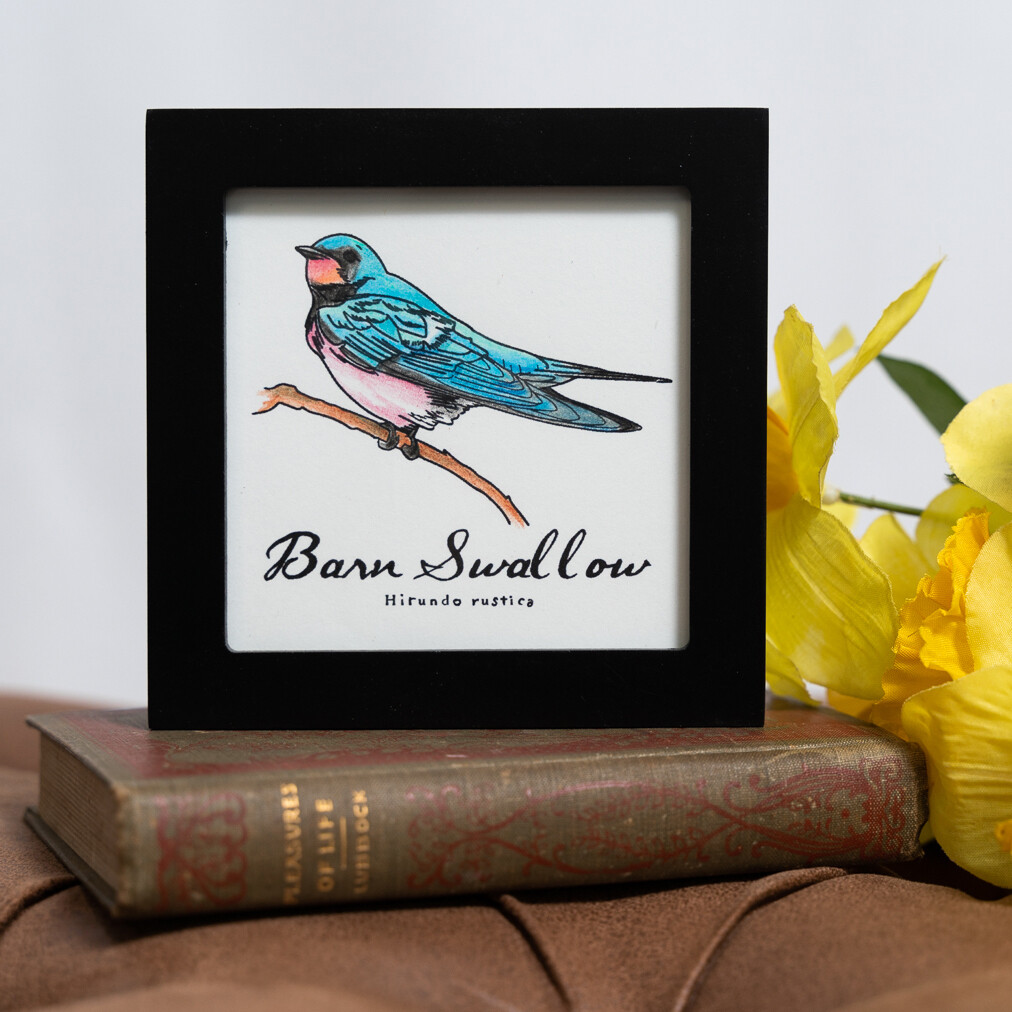 Barn Swallow Scientific Print