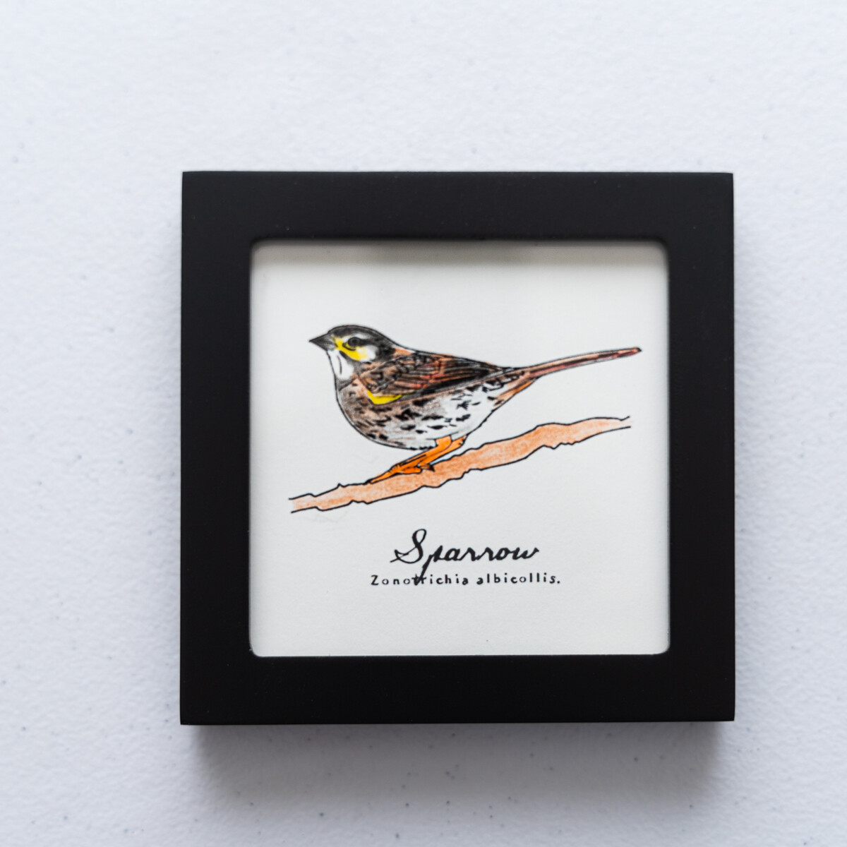 House Sparrow Scientific Print