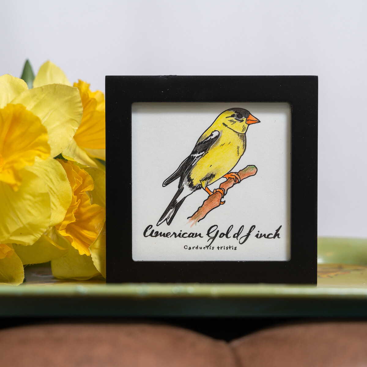 American Goldfinch Scientific Print
