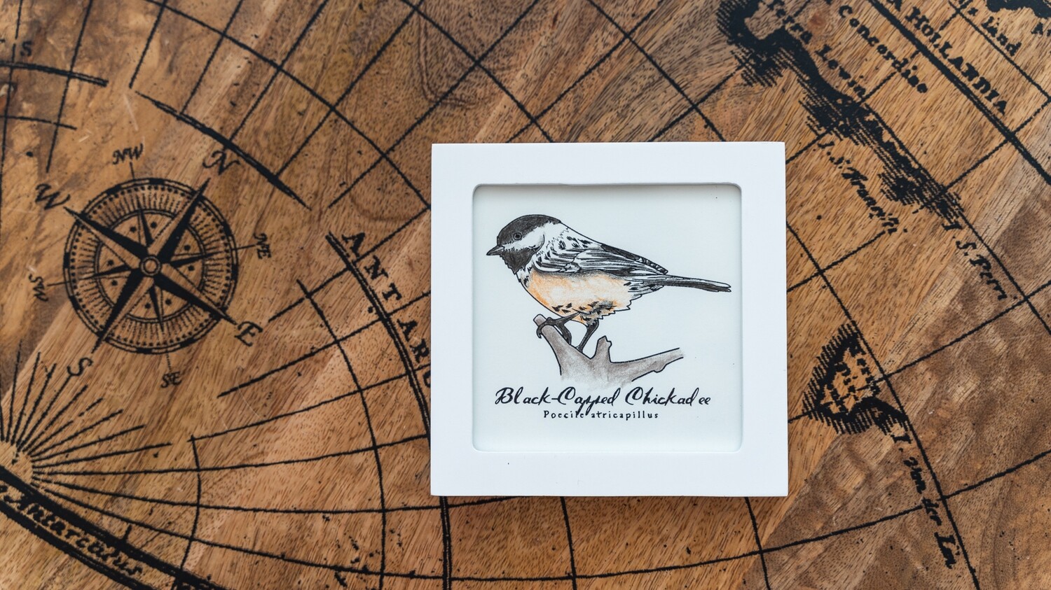 Chickadee Scientific Print