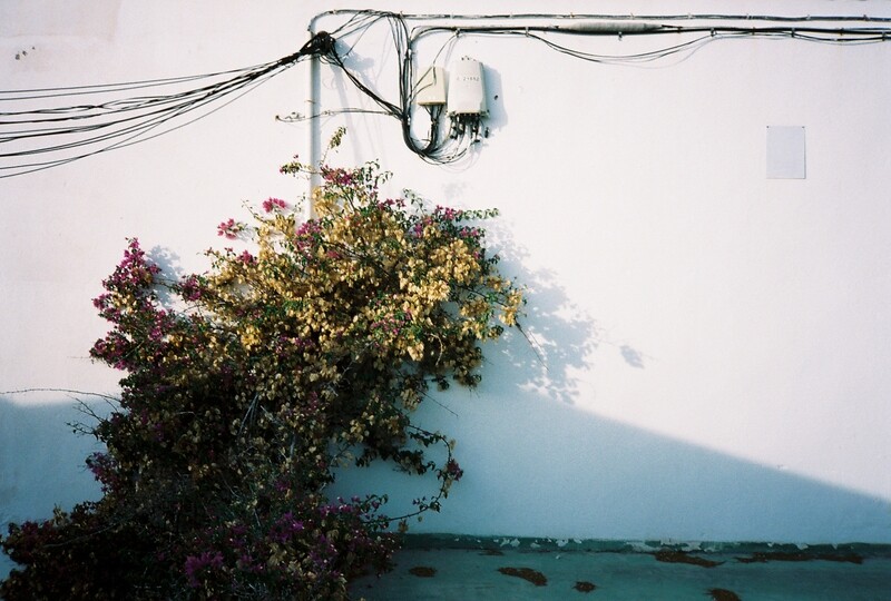 Mallorca Bougainvillea