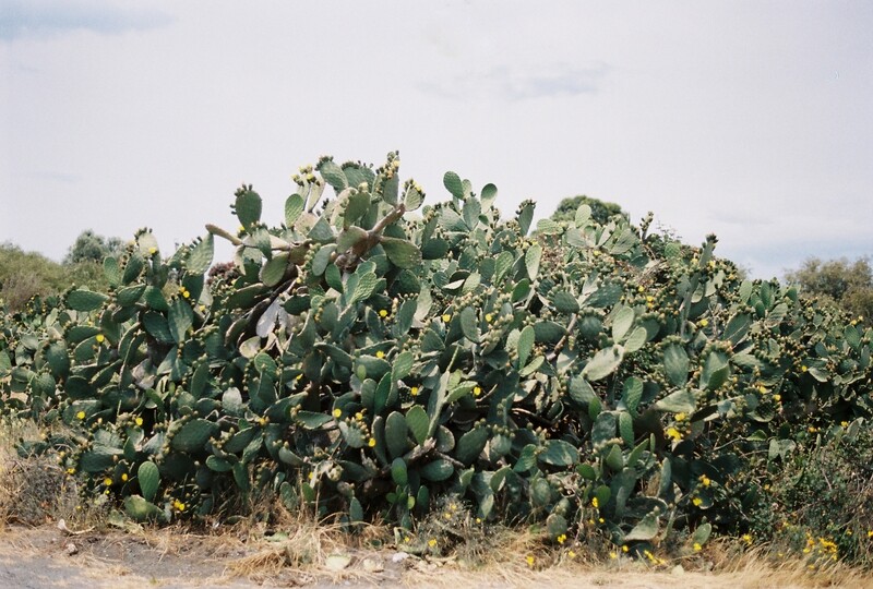Cacti