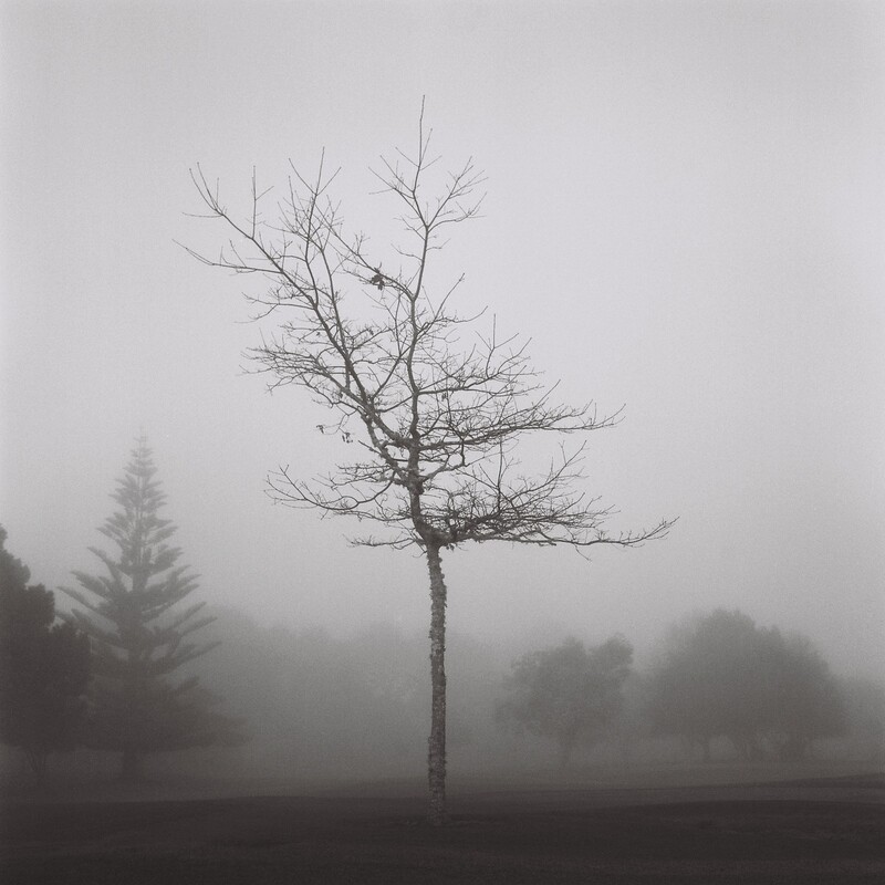 The Misty Tree