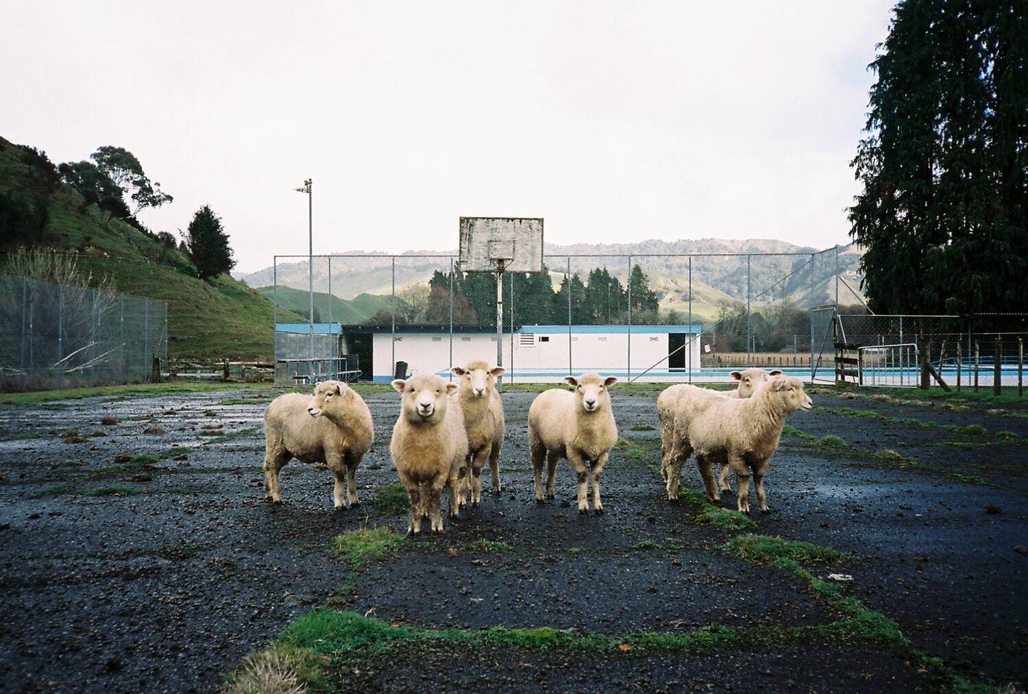 Court Sheep
