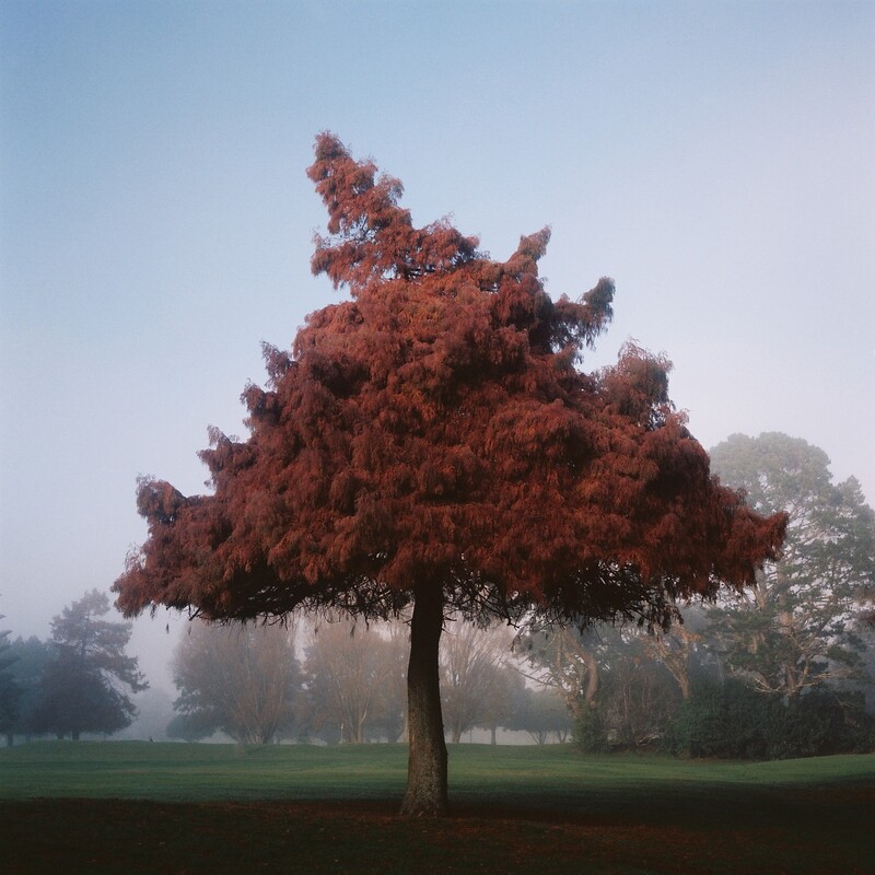 The Autumn Tree