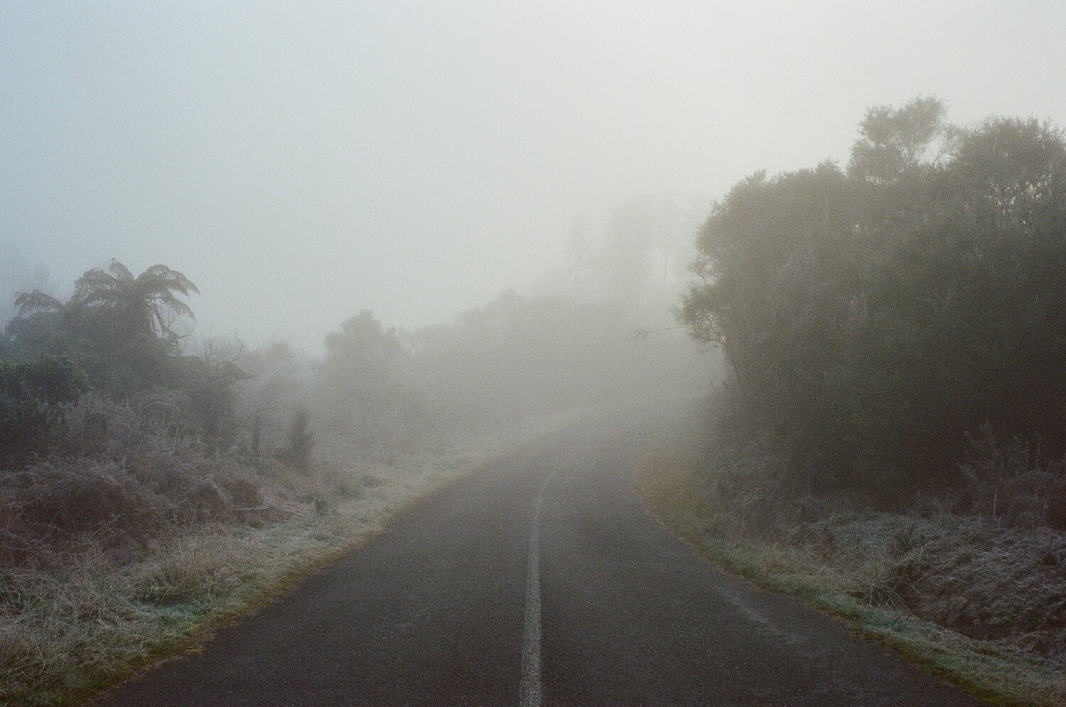 Rotorua Mist