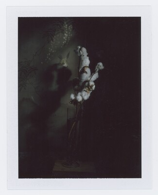 Cotton, on Polaroid