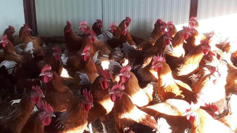 Acompte de 10€ sur la réservation d'un Poulet de 2 kg environ voire plus prêt à cuire à 9.24 €/kg carcasse