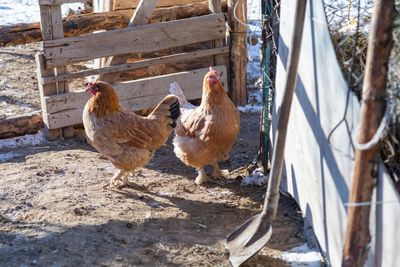 Réservations de volailles