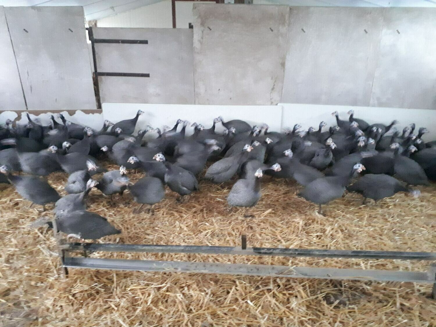 Acompte de 10€ sur la réservation d'une Pintade prête à cuire au prix de 11.90 €/kg Acompte de 10€ sur la réservation d'une Pintade prête à cuire au prix de 11.90 €/kg