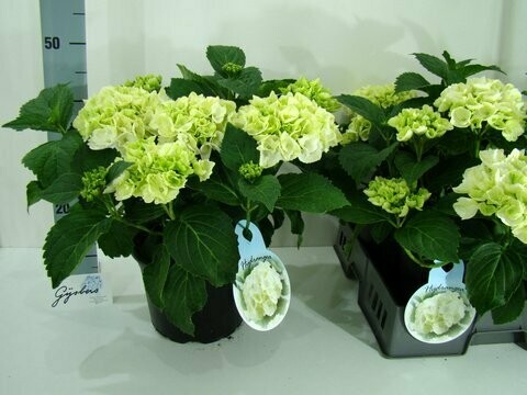 terraspot 23 cm hortensia 7+