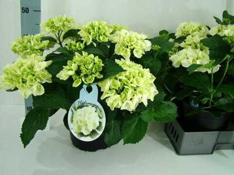terraspot 23 cm hortensia 10+