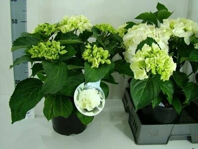 terraspot 23 cm hortensia 4+
