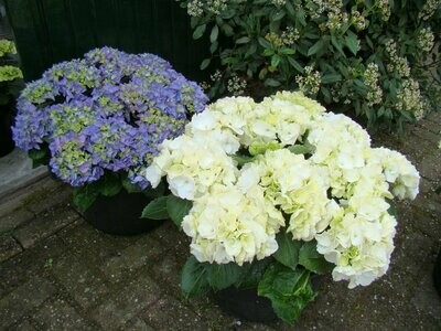 grote emmer 45cm met hortensia's