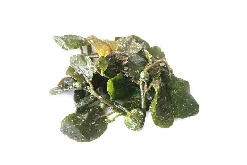 Foglie di capperi 100 gr