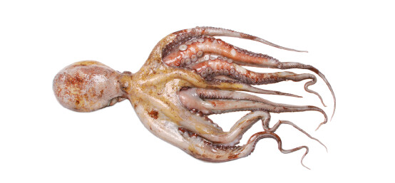 Polvo
